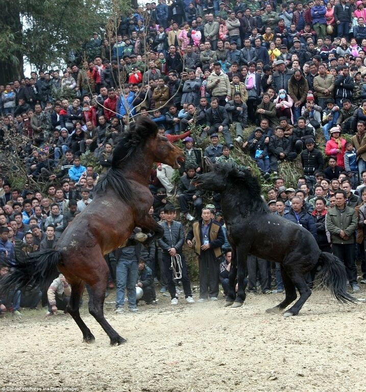 Битва за любовь: в Китае 500 лет проводят жестокие лошадиные бои. Фоторепортаж и видеофакт