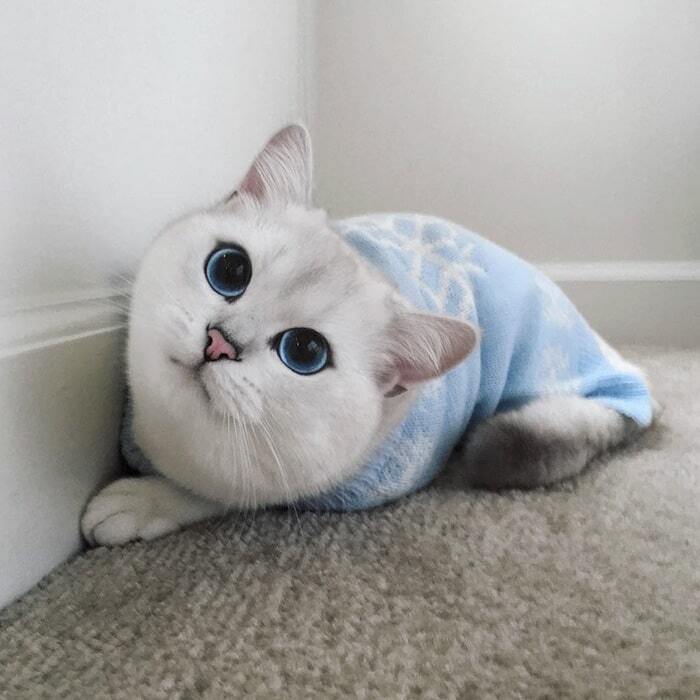 Кот с потрясающими голубыми глазами покорил Instagram