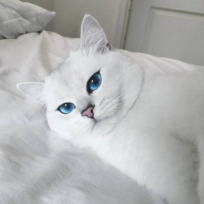 Кот с потрясающими голубыми глазами покорил Instagram