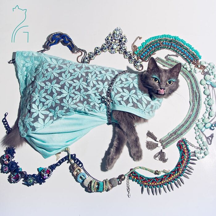 Гламурная кошка в ярких нарядах стала звездой Instagram