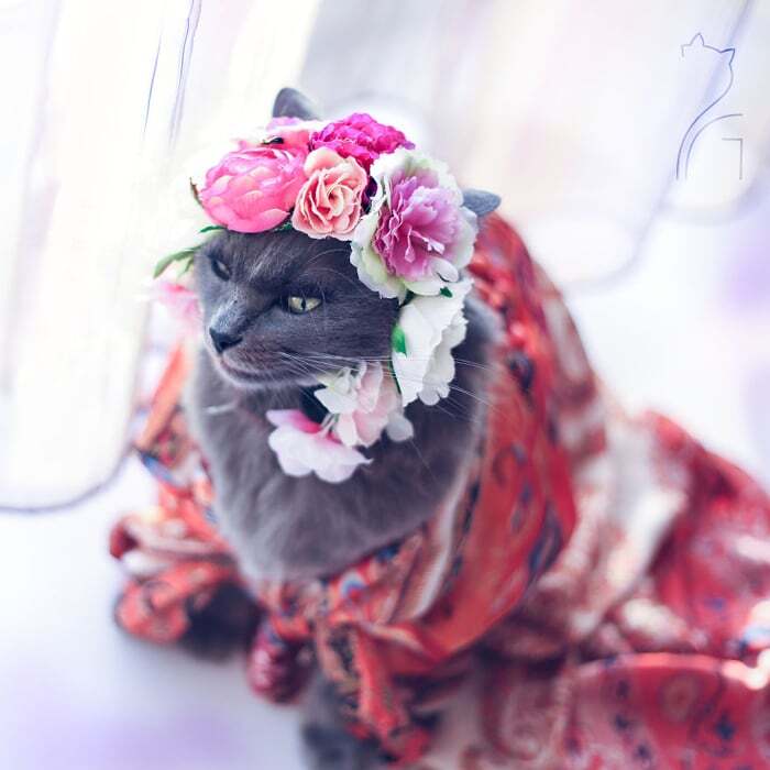 Гламурная кошка в ярких нарядах стала звездой Instagram