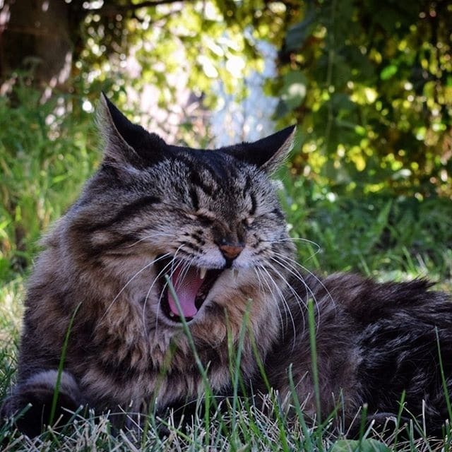 В США нашли самого старого кота в мире: фото пушистого долгожителя