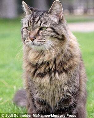 В США нашли самого старого кота в мире: фото пушистого долгожителя