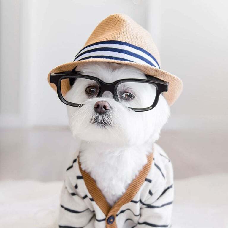 Собака-хипстер Тоби стала главной модницей в Instagram