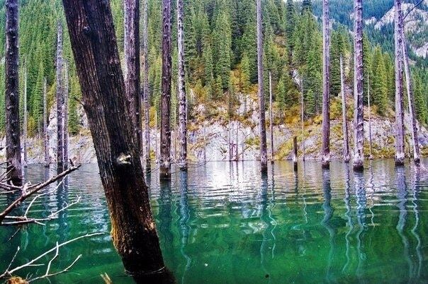 Удивительное озеро Каинды: затонувший лес в Казахстане