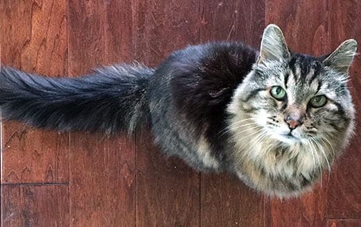 В США нашли самого старого кота в мире: фото пушистого долгожителя