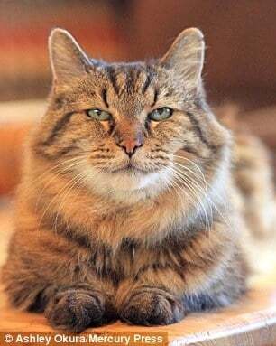 В США нашли самого старого кота в мире: фото пушистого долгожителя