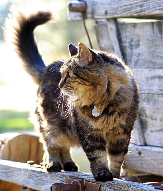 В США нашли самого старого кота в мире: фото пушистого долгожителя