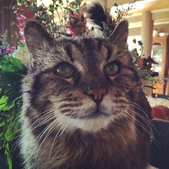 В США нашли самого старого кота в мире: фото пушистого долгожителя