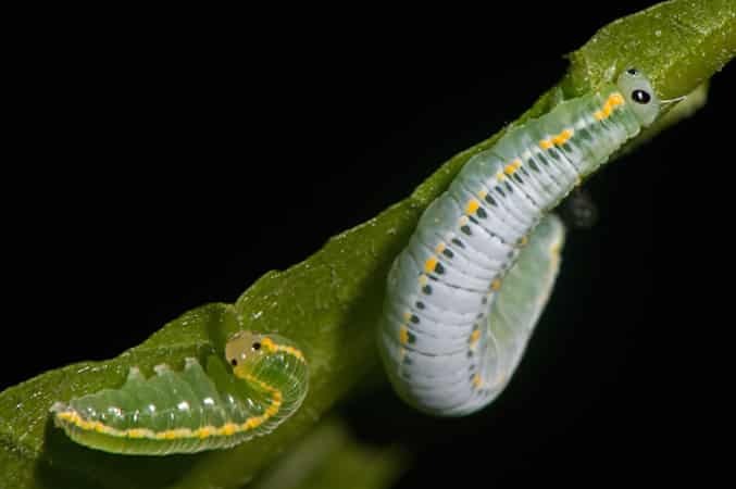 Как гусеница превращается в бабочку: удивительный фоторепортаж