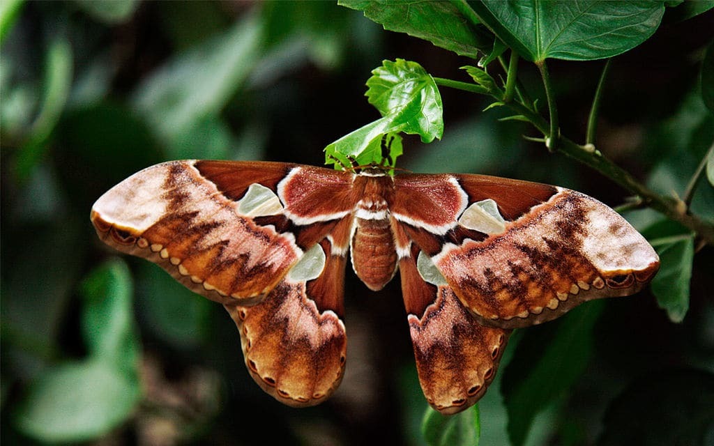 Как гусеница превращается в бабочку: удивительный фоторепортаж