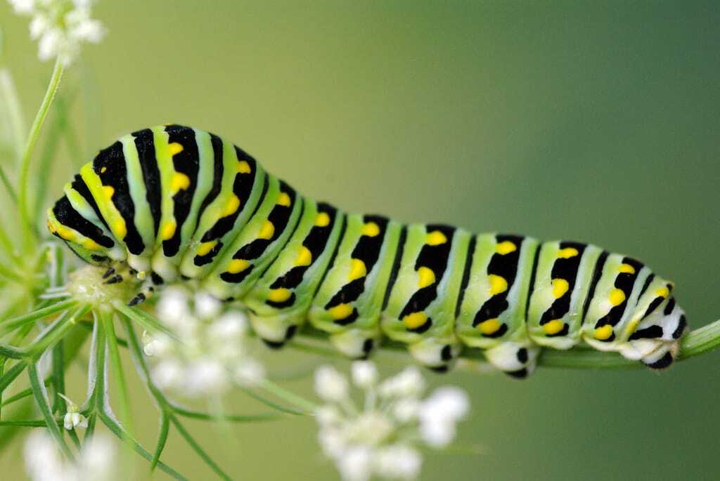 Як гусениця перетворюється на метелика: дивовижний фоторепортаж