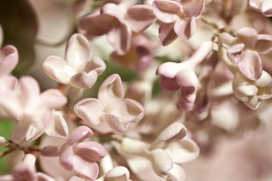 Неувядающая красота: потрясающие цветы из фарфора от украинского мастера