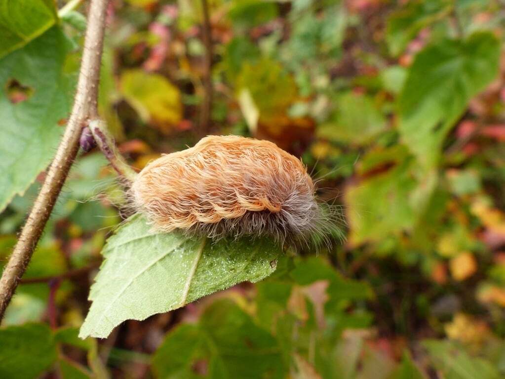 Як гусениця перетворюється на метелика: дивовижний фоторепортаж