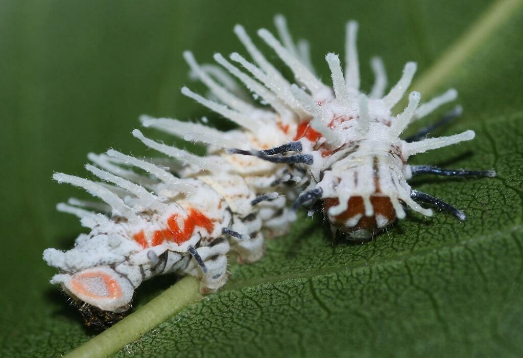 Як гусениця перетворюється на метелика: дивовижний фоторепортаж