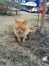 Сидит на одном месте: в Киеве на Позняках заметили красивого бездомного кота