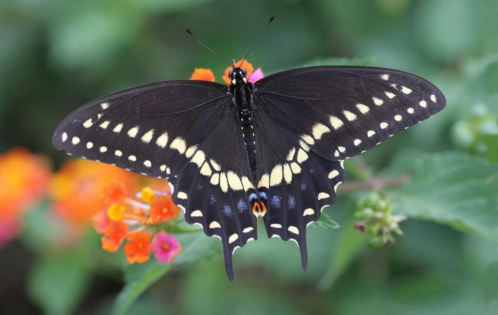 Як гусениця перетворюється на метелика: дивовижний фоторепортаж
