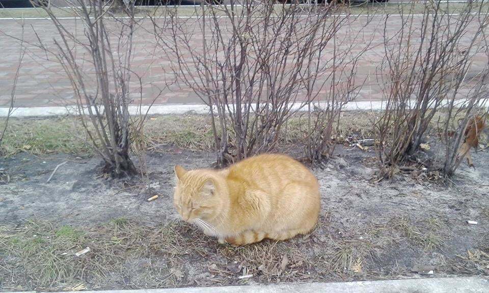 Сидит на одном месте: в Киеве на Позняках заметили красивого бездомного кота