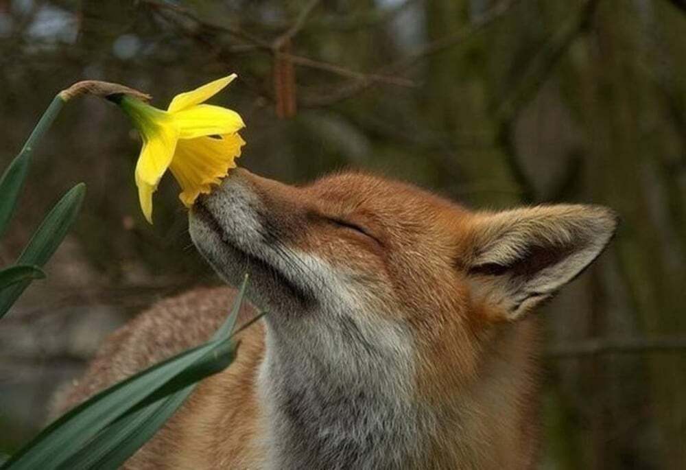 Пробуждение природы: 20 животных, которые ждут весны. Фоторепортаж