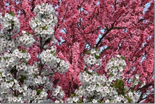 Первый день весны: красочные фото цветущей природы