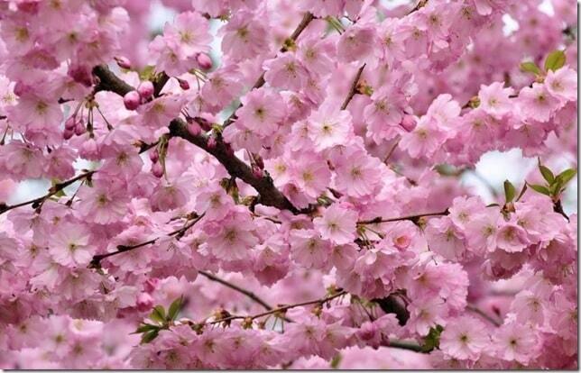 Первый день весны: красочные фото цветущей природы