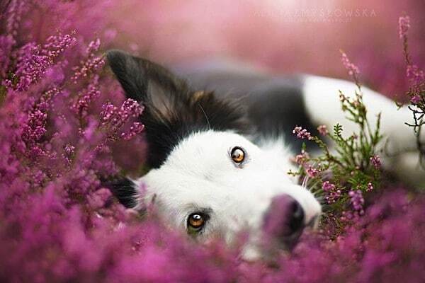 Приголомшливі знімки щасливих собак від польського фотографа