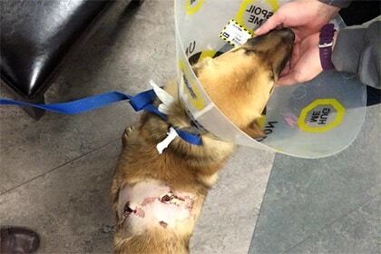 Чудо: в Канаде пес-счастливчик выжил после сквозного ранения стрелой