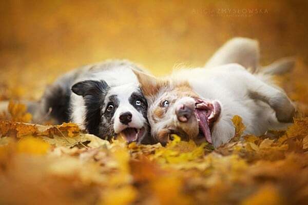 Потрясающие снимки счастливых собак от польского фотографа