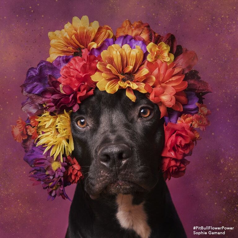 Питбули в цветах: фотограф показала добрую сторону бойцовских собак
