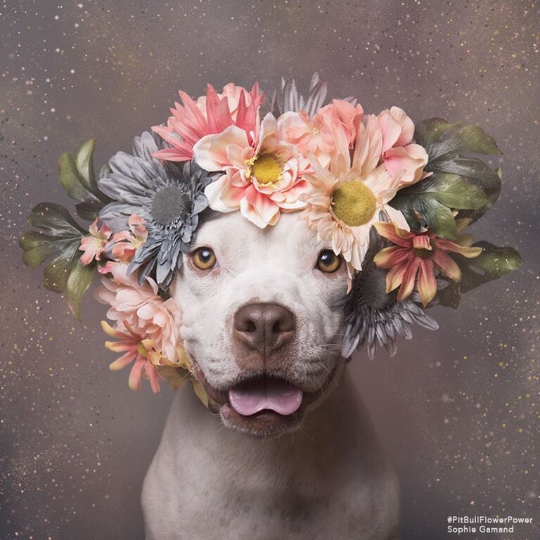 Питбули в цветах: фотограф показала добрую сторону бойцовских собак