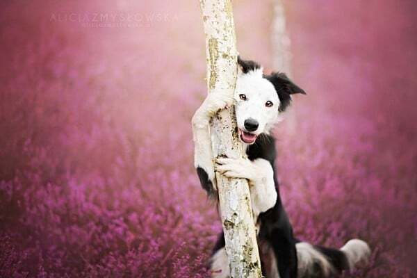 Потрясающие снимки счастливых собак от польского фотографа