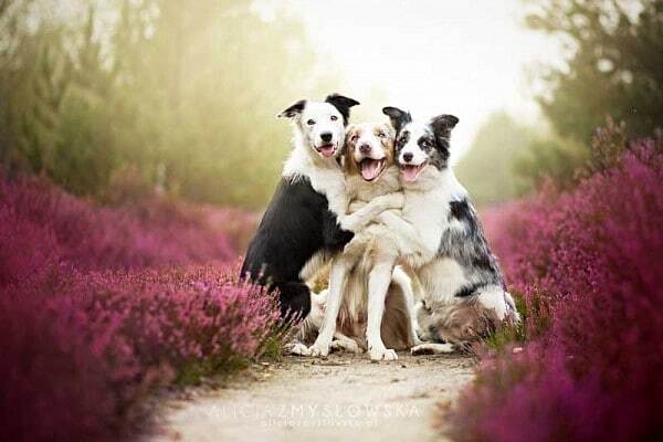 Приголомшливі знімки щасливих собак від польського фотографа