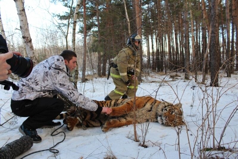 Суворі будні Росії: у Воронежі тигр розгулював по місту. опубліковані фото