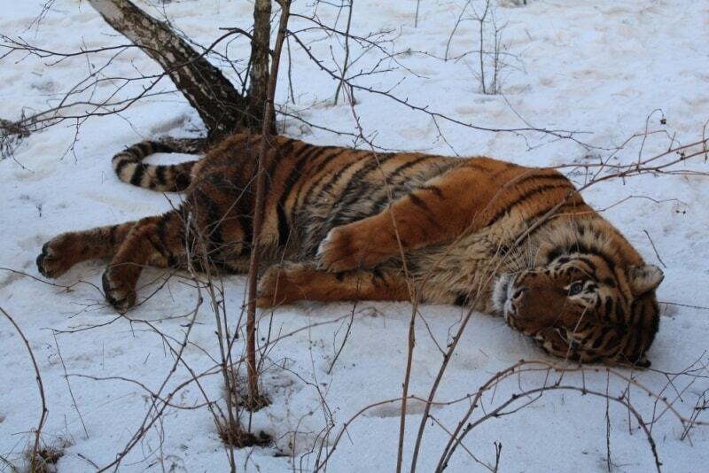 Суровые будни России: в Воронеже тигр разгуливал по городу. Опубликованы фото