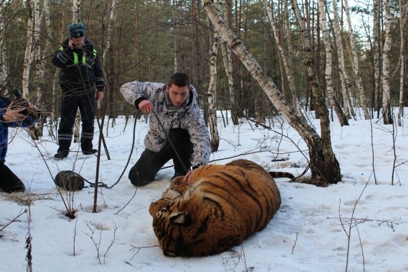 Суровые будни России: в Воронеже тигр разгуливал по городу. Опубликованы фото