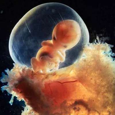 Развитие ребенка в маминой утробе: невероятные фото