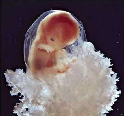 Развитие ребенка в маминой утробе: невероятные фото