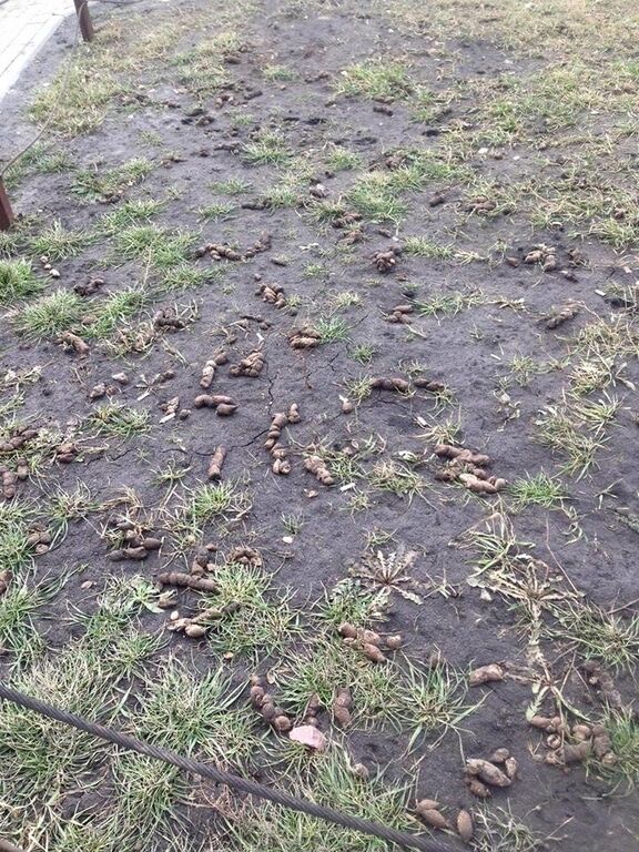 Осторожно, "мины": киевлянин показал шокирующие фото газонов после собак