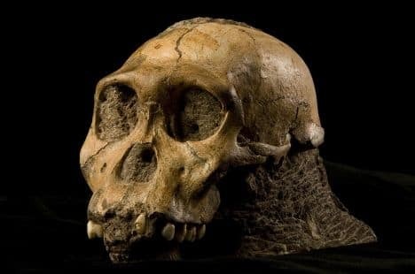 Вчені визначили "зубастого" предка людини: опубліковані фото