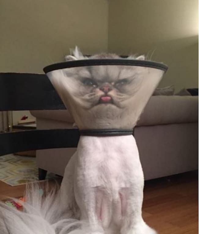 Кастрирован и унижен: фото кота в защитном конусе повеселило соцсети