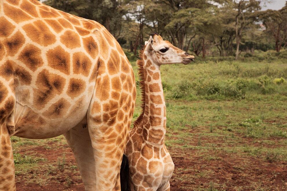 Завтрак с жирафом: удивительный отель в Кении