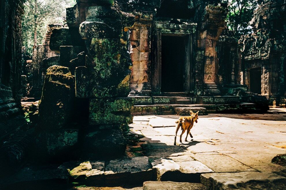 Заброшенные храмы Камбоджи: удивительные кадры 
