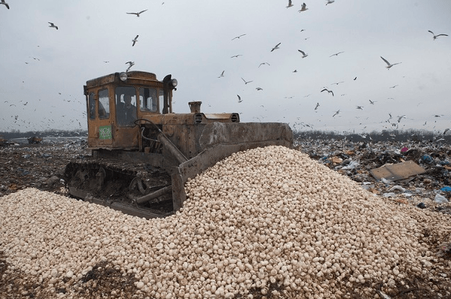 Помста Кремля: в Росії знищили 18 тонн грибів з Польщі