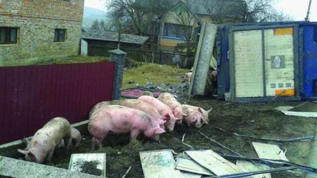 ДТП во Львовской области: из перевернувшегося грузовика сбежали 200 свиней
