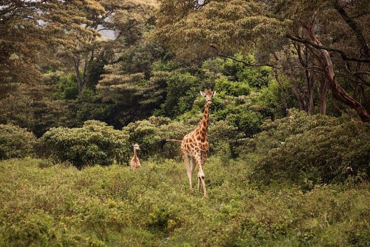 Завтрак с жирафом: удивительный отель в Кении