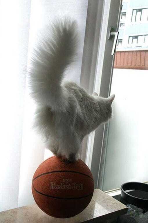 Коты, балансирующие на грани падения: удивительные фото