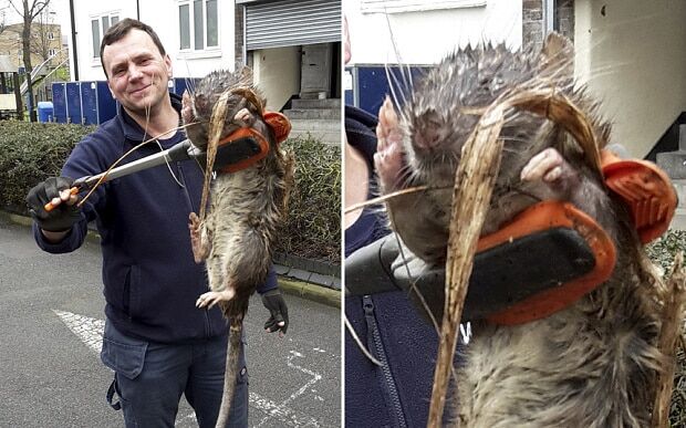 "Я такого еще не видел": в Лондоне нашли гигантскую крысу-мутанта