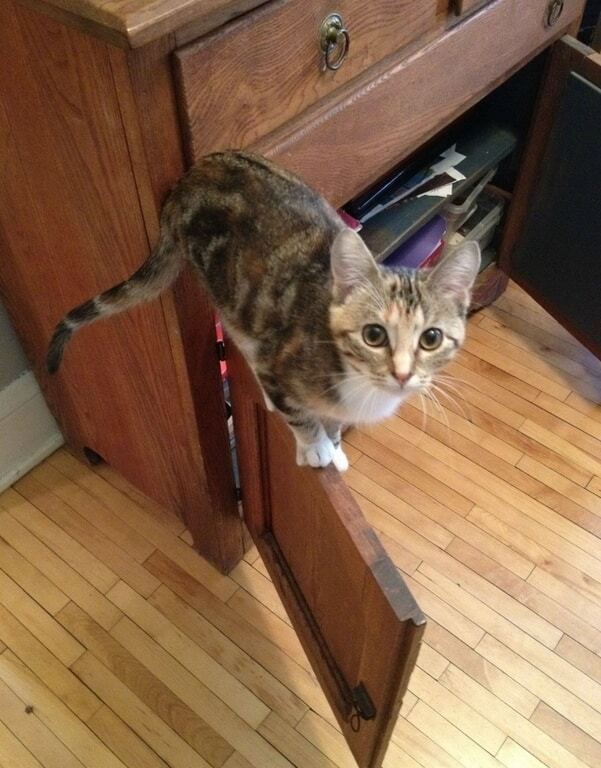 Коты, балансирующие на грани падения: удивительные фото