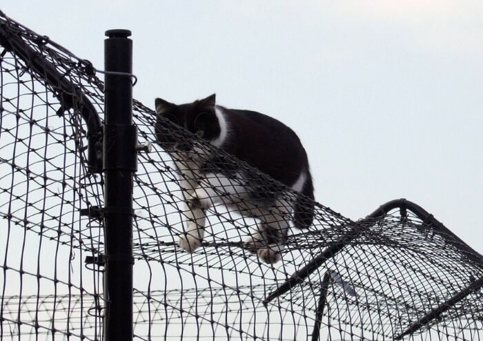 Коты, балансирующие на грани падения: удивительные фото