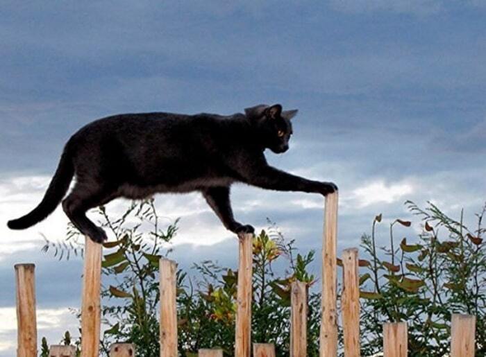 Коты, балансирующие на грани падения: удивительные фото